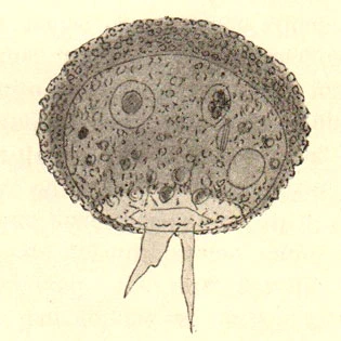Diplochlamys timida