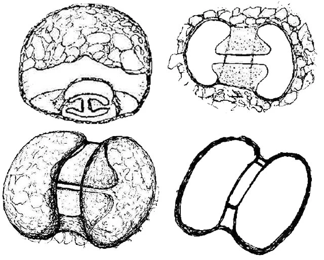 distomatopyxis praecursor