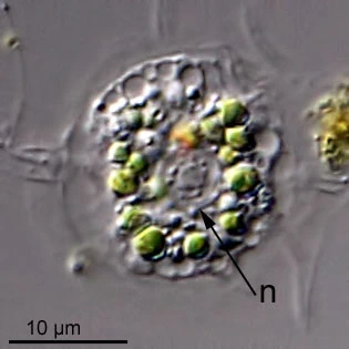 Ditrema longicollis