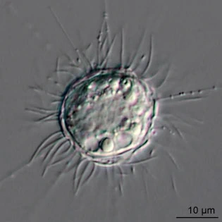 Raineriophrys erinaceoides