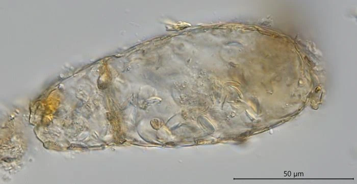 Apodera crenata