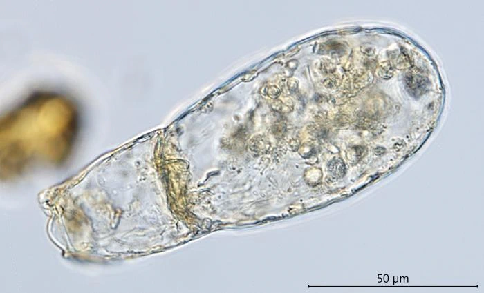 Apodera crenata
