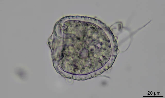 E. australica