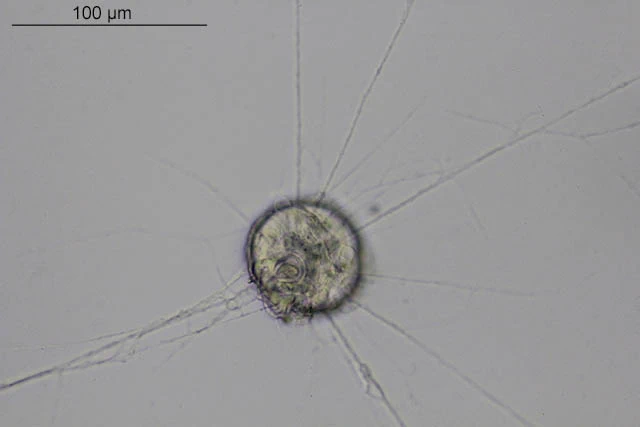 E. australica