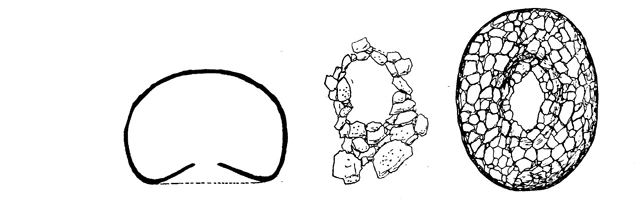 Elipsopyxis lamottei