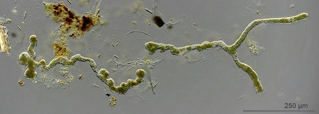Enteromyxa paludosa