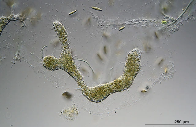 Enteromyxa paludosa