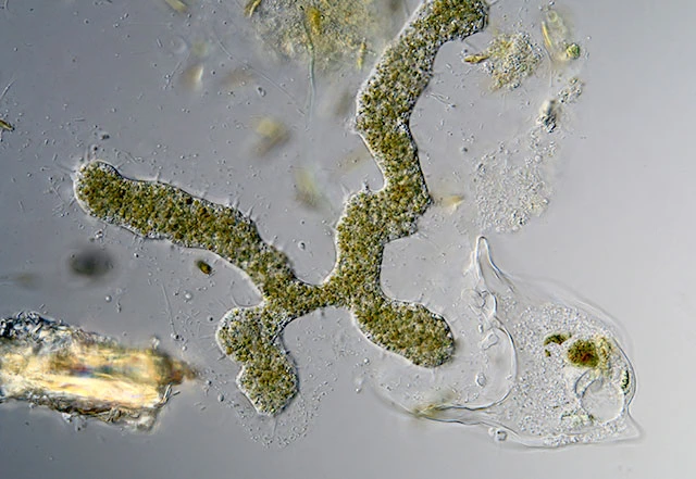 Enteromyxa paludosa