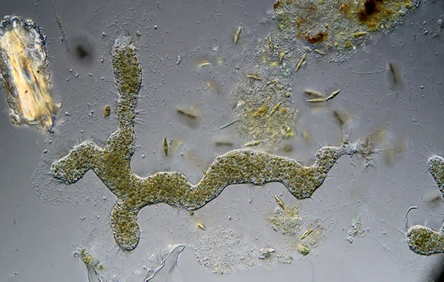 Enteromyxa paludosa