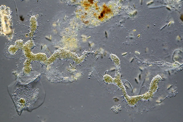 Enteromyxa paludosa