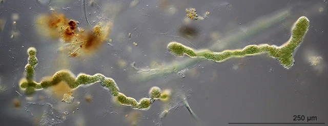 Enteromyxa paludosa
