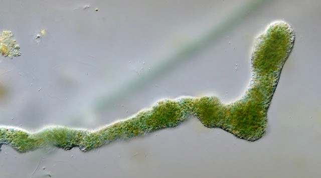 Enteromyxa paludosa