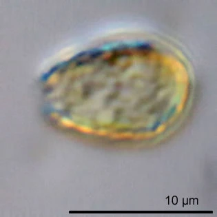 Micropyxidiella
