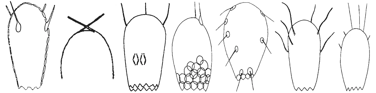 Euglypha acanthophora