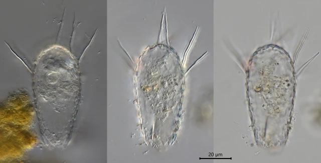 Euglypha acanthophora
