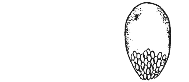 Euglypha denticulata