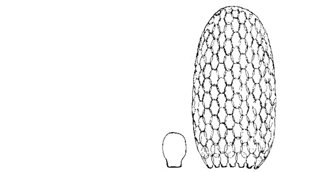 Euglypha dolioliformis