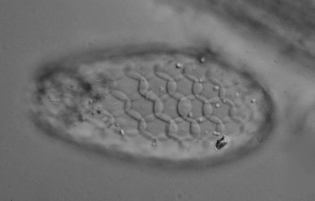 Euglypha tuberculata