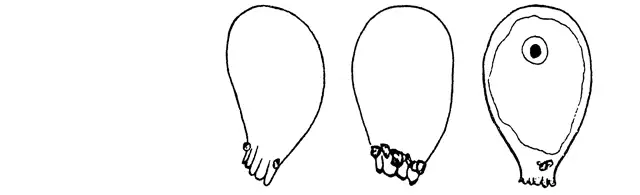 Feuerbornia