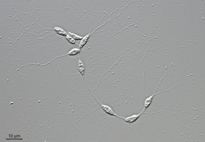 Filoreta