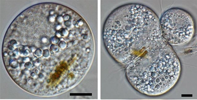 Fisculla margaritae