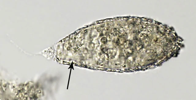 Lacogromia cassipara