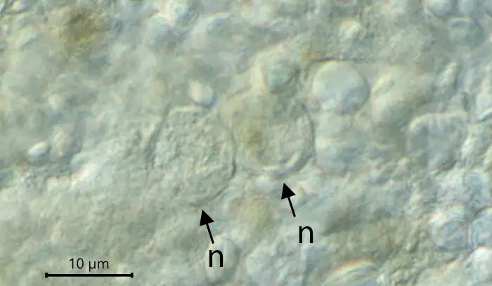 Unknown freshwater foraminifer