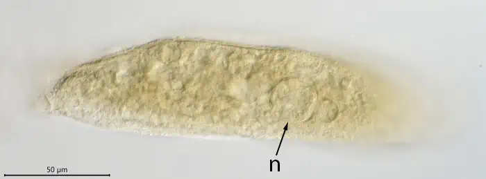 Unknown freshwater foraminifer