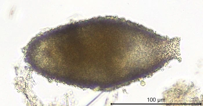 Poseidonella
