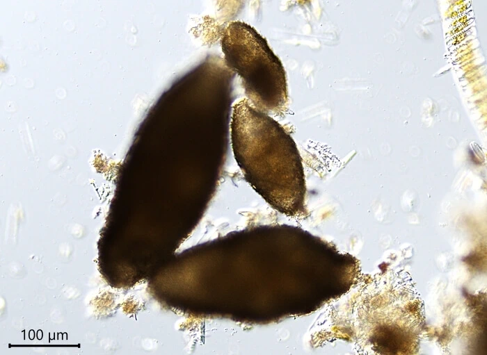 Poseidonella