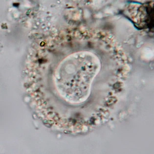 Frenzelina reniformis