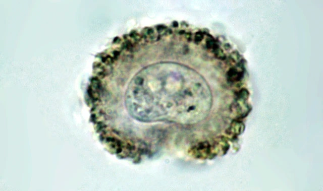 Frenzelina - Ferry Siemensma