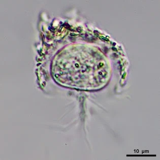 Frenzelina reniformis