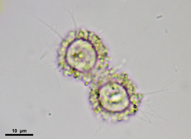 Frenzelina minima