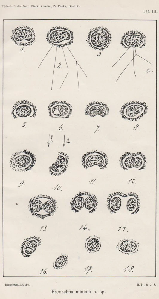 Frenzelina minima