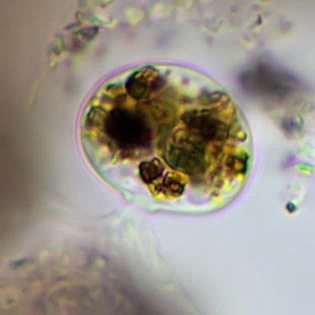 Frenzelina reniformis