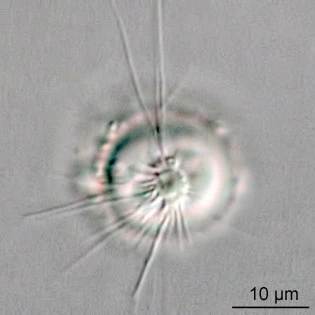 Frenzelina reniformis