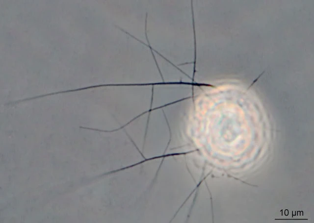 Frenzelina reniformis