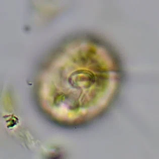 Frenzelina reniformis