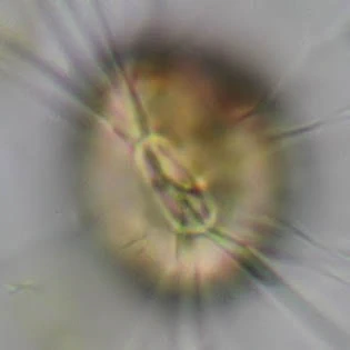 Frenzelina reniformis