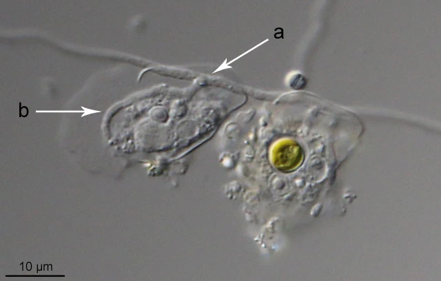Fungus preying on amoebae