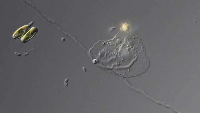 Fungus preying on amoebae