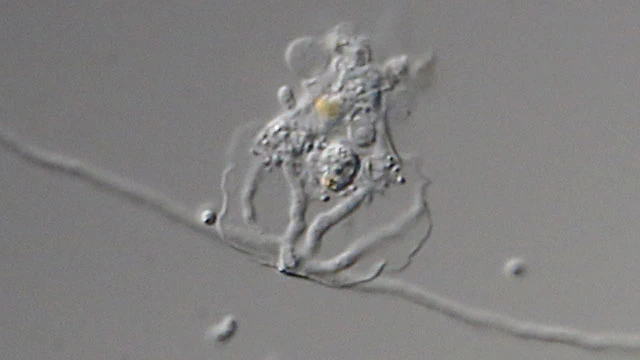 Fungus preying on amoebae