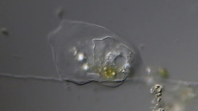 Fungus preying on amoebae