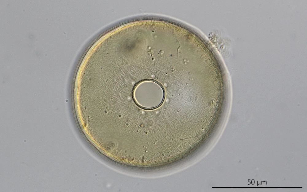 Galeripora arenaria