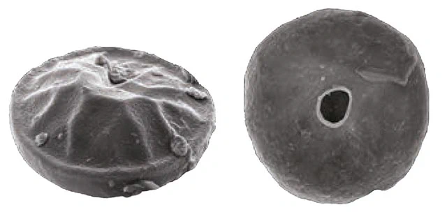 Galeripora bufonipellita