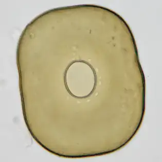 Galeripora catinus