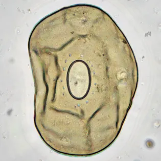 Galeripora catinus