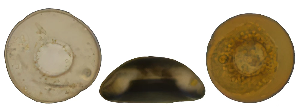 Galeripora marichusae
