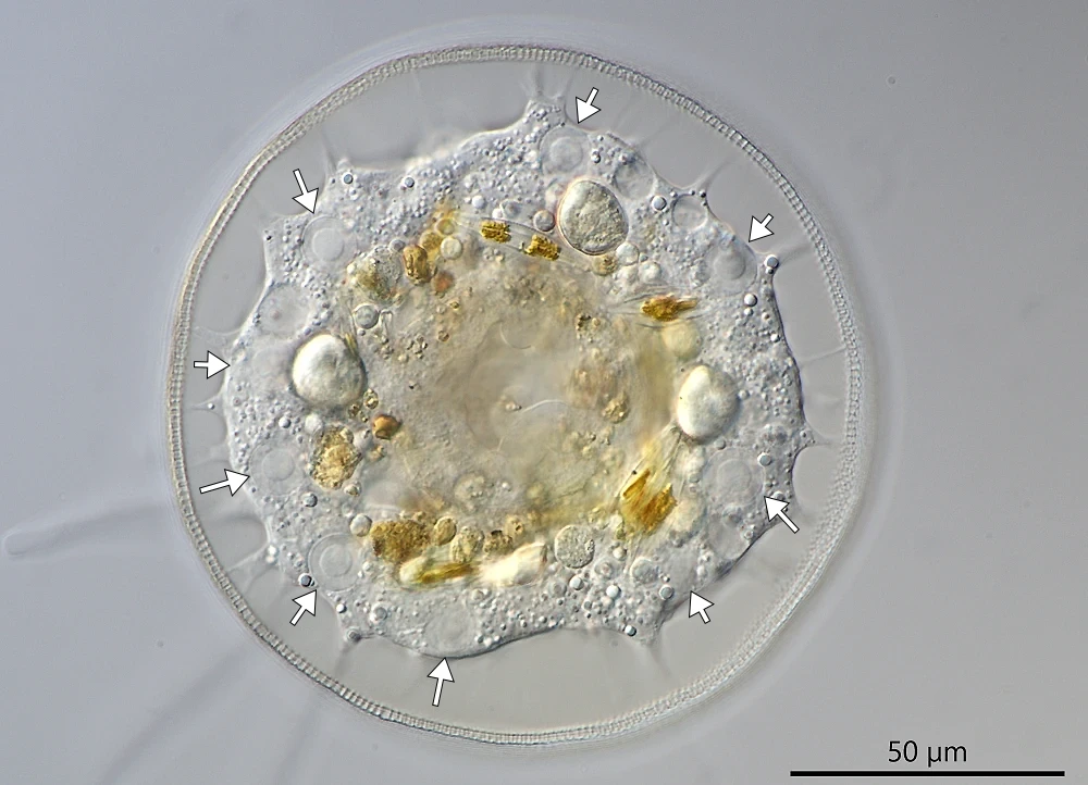 Galeripora
